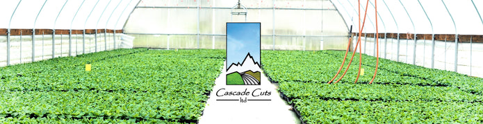 Cascade Cuts 