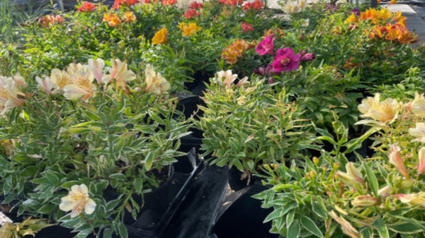 Alstroemeria, Assorted
