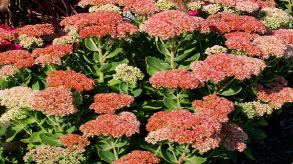 Sedum