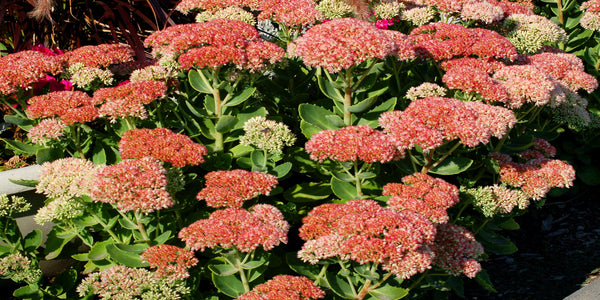 Sedum