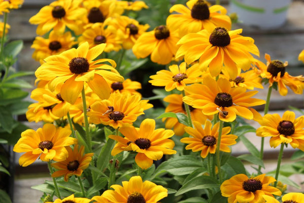 Rudbeckia