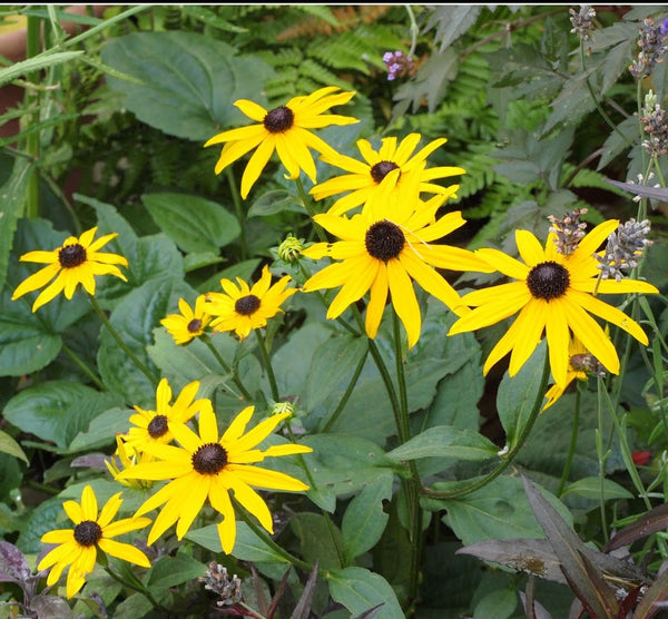 Rudbeckia