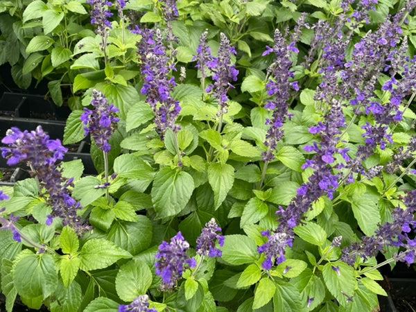 Salvia