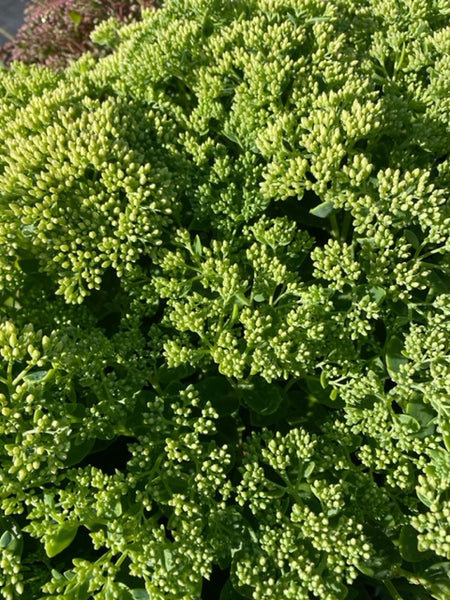 Sedum