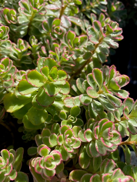 Sedum