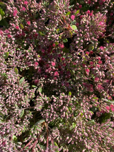 Sedum