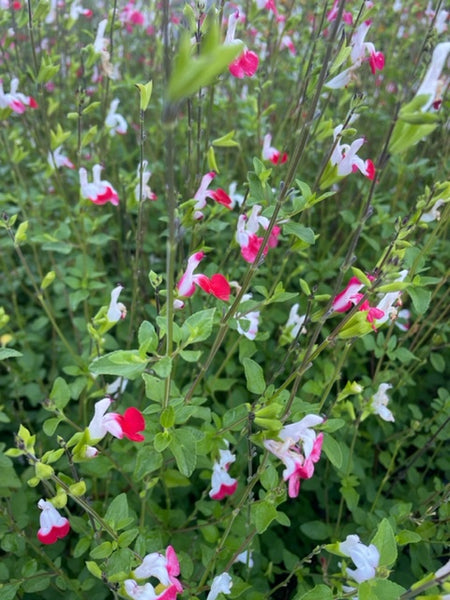 Salvia