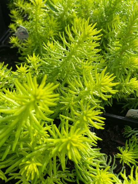 Sedum
