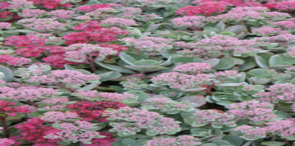Sedum