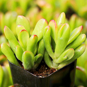 Succulents: Crassula ovata Hobbit