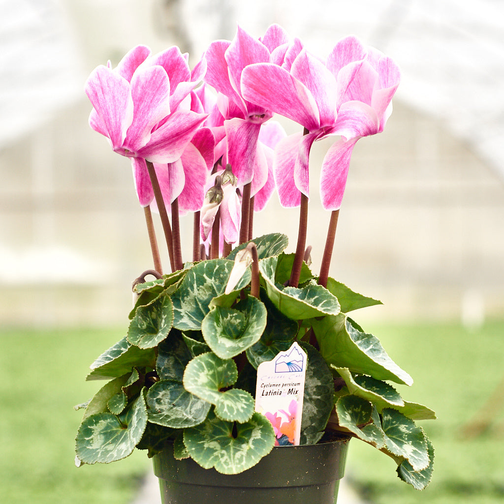 Jasmine Hanging Basket Cascade Cuts